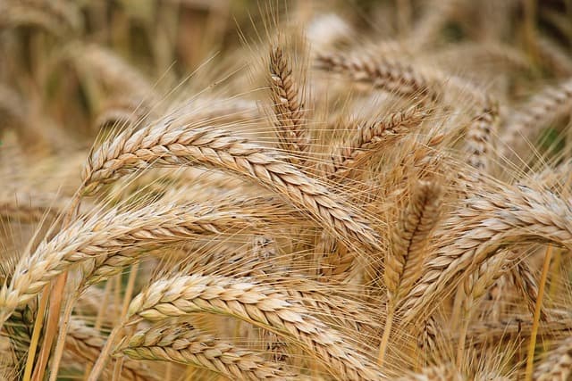 Barley