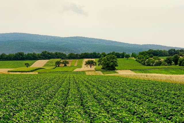 Agricultural Landscape 1