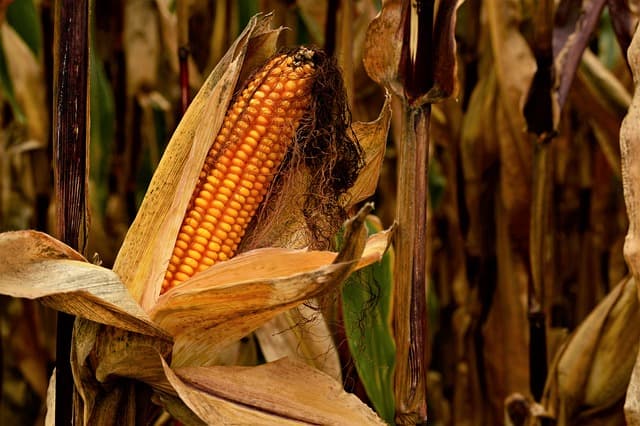 Yellow Maize